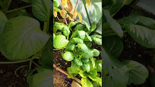 OCTOBER  Tatsoi harvest allotment tatsoi asiangreen gardening [upl. by Perkoff]