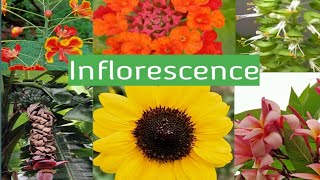 Inflorescence  An Introduction Types  Racemose Cymose  Their Differences and Special types [upl. by Adlih]