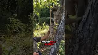 Questi due ragazzi trovano un cucciolo di bradipo che è caduto dallalbero🥹 virales shorts [upl. by Reynold]