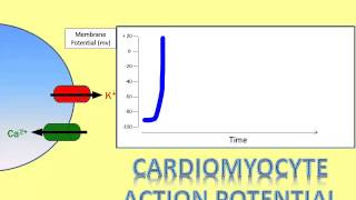 Where Does That Ion Go A Video of the Cardiomyocyte Action Potential Part 2 [upl. by Avek]