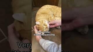 How easy and simple to give a deworming pill to a cat cats shorts [upl. by Neerol]