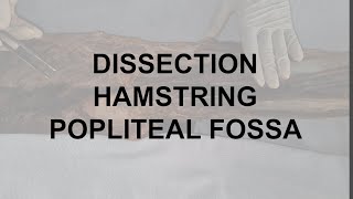 Dissection Hamstring Muscles and Popliteal fossa [upl. by Acirat997]