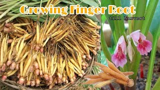 Growing Finger Root in Pots  How to grow finger root till harvest at home by NY SOKHOM [upl. by Brottman]