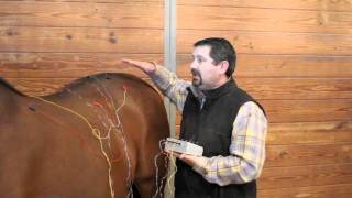 Equine Electro Acupuncture Demonstration by Mark DePaolo DVM [upl. by Boorman]