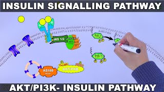 Insulin Signalling Pathway  AKTPI3k Signalling Pathway [upl. by Namzzaj456]