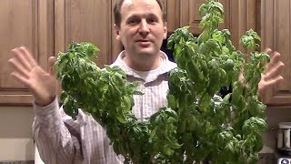 How to grow basil so its big amp bushy [upl. by Takashi]