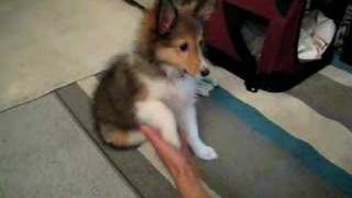 My Sheltie puppy Kiko 13 weeks old [upl. by Aivartal]