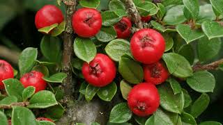 How to Grow Cotoneaster [upl. by Macdonell]