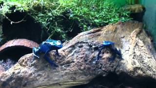 Dendrobates azureus  Blue Poison Dart Frog [upl. by Lerrehs]