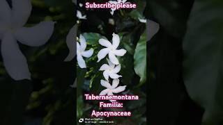 Tabernaemontana genus species apocyanaceae trending botany viralvideo motivation facts [upl. by Sutit]