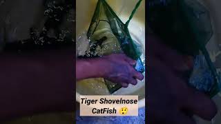 Tiger Shovelnose Catfish 🐟😲 [upl. by Audie]