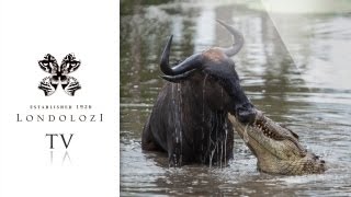 Crocodile vs Wildebeest vs Leopard  Londolozi TV [upl. by Ettenwad68]