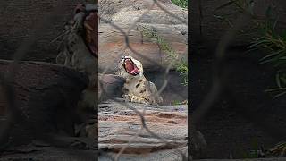 Snow Leopard Yawning  Mesmerizing Footage wildlife zoo torontoattractions [upl. by Zedecrem522]