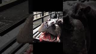 Hippo Eating The watermelon  ASMR Hippo 12 Hippo watermelon Animal [upl. by Conners581]