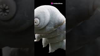 Amazing facts 👌👌👌👌 watch till end Immortal animal [upl. by Akenaj]