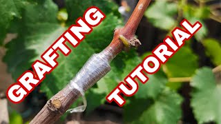 Grafting Tutorial for Beginners  Growing Grapes in the Philippines [upl. by Jana]