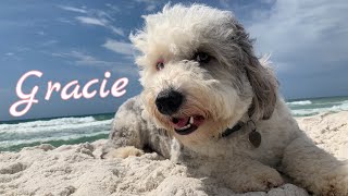 11mo Mini Sheepadoodle Gracie Best Dog Trainers in Alabama [upl. by Ennaid]