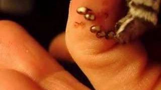 Euryalus Silkmoth oviposits on finger [upl. by Donica]