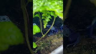 鳴き声 アイゾメヤドクガエル Dendrobates tinctorius Azureus  POISON DART FROG shorts shortsvideo [upl. by Ateinotna]