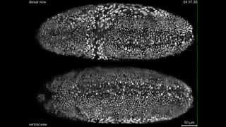 adndnanet 0174 Desarrollo embrionario de Drosophila melanogaster a tiempo real [upl. by Eirlav]