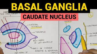 Basal Ganglia  1  Caudate Nucleus [upl. by Akaenahs219]