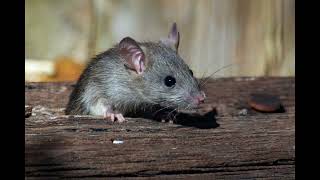 Mouse Squeaking Sound  Copyright Free Animal Sounds [upl. by Entroc]