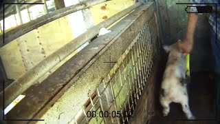 Videos show brutal methods of slaughtering livestock [upl. by Auoh]