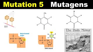 Mutagens  Forbidden Pairing  Tautomers  Forbidden pairing  Depurination  Dr Ghanshyam Jangid [upl. by Nataline]