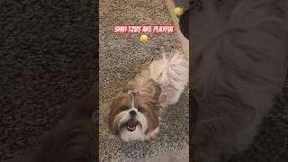 BEST QUALITIES OF A SHIH TZU 🥹💕shorts dog shihtzu funny doglover cutepet [upl. by Ased]