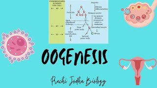 OogenesisHuman ReproductionClass 12 Biology Prachi Jodha Biology class12 neet2024 [upl. by Aay]