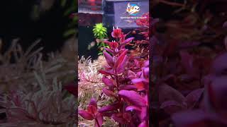 Planted Aquarium Aquatic aquariumshopdinajpur [upl. by Marena]