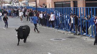 Aldeamayor de San Martin VA Encierro con Toros del Villazgo [upl. by Kostman]