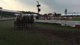 Haflinger Quadriga  Neuer Bahnrekord bei Titanen der Rennbahn 2016 [upl. by Nema]