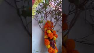 hindi song tulsibhajan Chatur simaiya Jay Tulsi Maiya [upl. by Venetis]