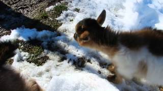 鳴きながら寄ってくる赤ちゃんヤギ Baby goats 2015 0226 [upl. by Ednihek]