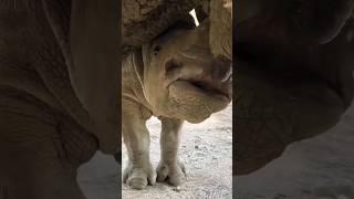 The Heartwarming Moment Baby Rhino Nourishes from Mum rhino shorts youtubeshorts [upl. by Epotimet]