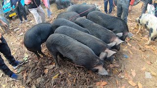 largest pig market in Tripura [upl. by Kati]