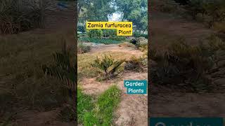 Discovering Zamia furfuracea Plant gardening plants nature shorts [upl. by Nibur578]