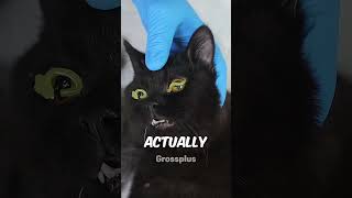 Cats eye protection shorts science [upl. by Forbes]