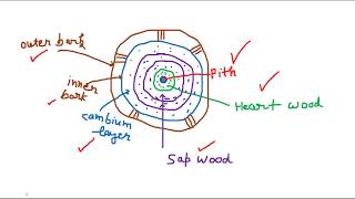 Heart WoodPithSap WoodCambium layer Basic of Timber [upl. by Valaree]