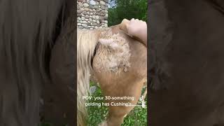 Satisfying Grooming horses 🤩🐴 [upl. by Rebmat]