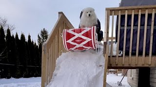 I Converted My Patio Steps Into a Sledding Slope For My Sled Dog [upl. by Hedy]