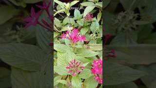 Pentas lanceolata❤️💕 youtube love youtubeshorts garden flowergarden nature ✨💫💖 [upl. by Bornie880]