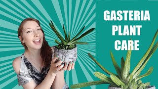 GASTERIA LITTLE WARTY  Cows Tongue  Ox Tongue Plant  How To Grow  Care for Gasteria succulents [upl. by Pascia]