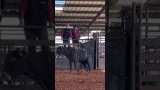 Pickett Pro Rodeo’s 402K picks up his first event win with an 8920 marking [upl. by Ringler]