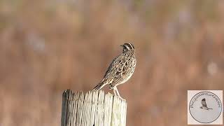 Meadowlarks are back [upl. by Leggett]