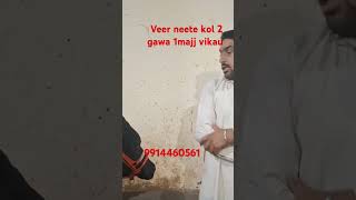 new short video 2gawa 1majj vikau ਵੀਰ neette ਕੋਲ [upl. by Erdei]