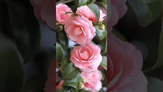 Camellia flower Care gardening houseplants flowers [upl. by Roby]