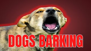 DOGS BARKING  ANGRY DOGS BARKING Sound Effects  Make Your Dog go Crazy [upl. by Kcaz]