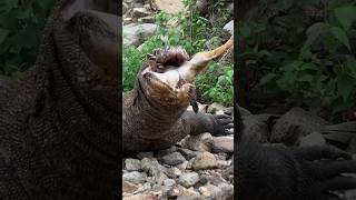 Komodo dragons devour goats whole [upl. by Scarrow671]